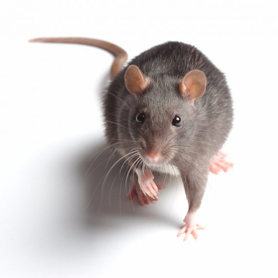 Rats, Pest Control in Shepherd's Bush, W12. Call Now! 020 8166 9746
