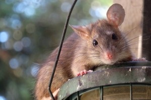 Rat Control, Pest Control in Shepherd's Bush, W12. Call Now 020 8166 9746