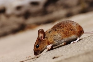Mice Exterminator, Pest Control in Shepherd's Bush, W12. Call Now 020 8166 9746