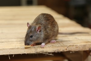 Rodent Control, Pest Control in Shepherd's Bush, W12. Call Now 020 8166 9746
