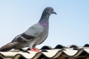 Pigeon Control, Pest Control in Shepherd's Bush, W12. Call Now 020 8166 9746