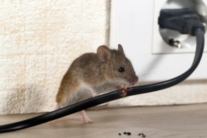 Mice Control, Pest Control in Shepherd's Bush, W12. Call Now 020 8166 9746