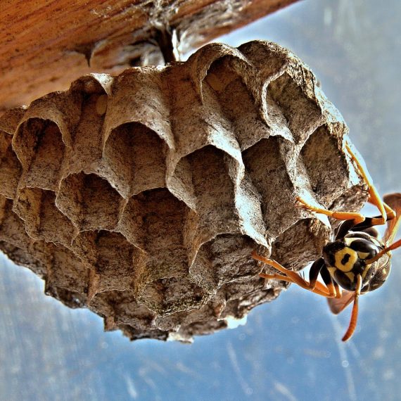 Wasps Nest, Pest Control in Shepherd's Bush, W12. Call Now! 020 8166 9746