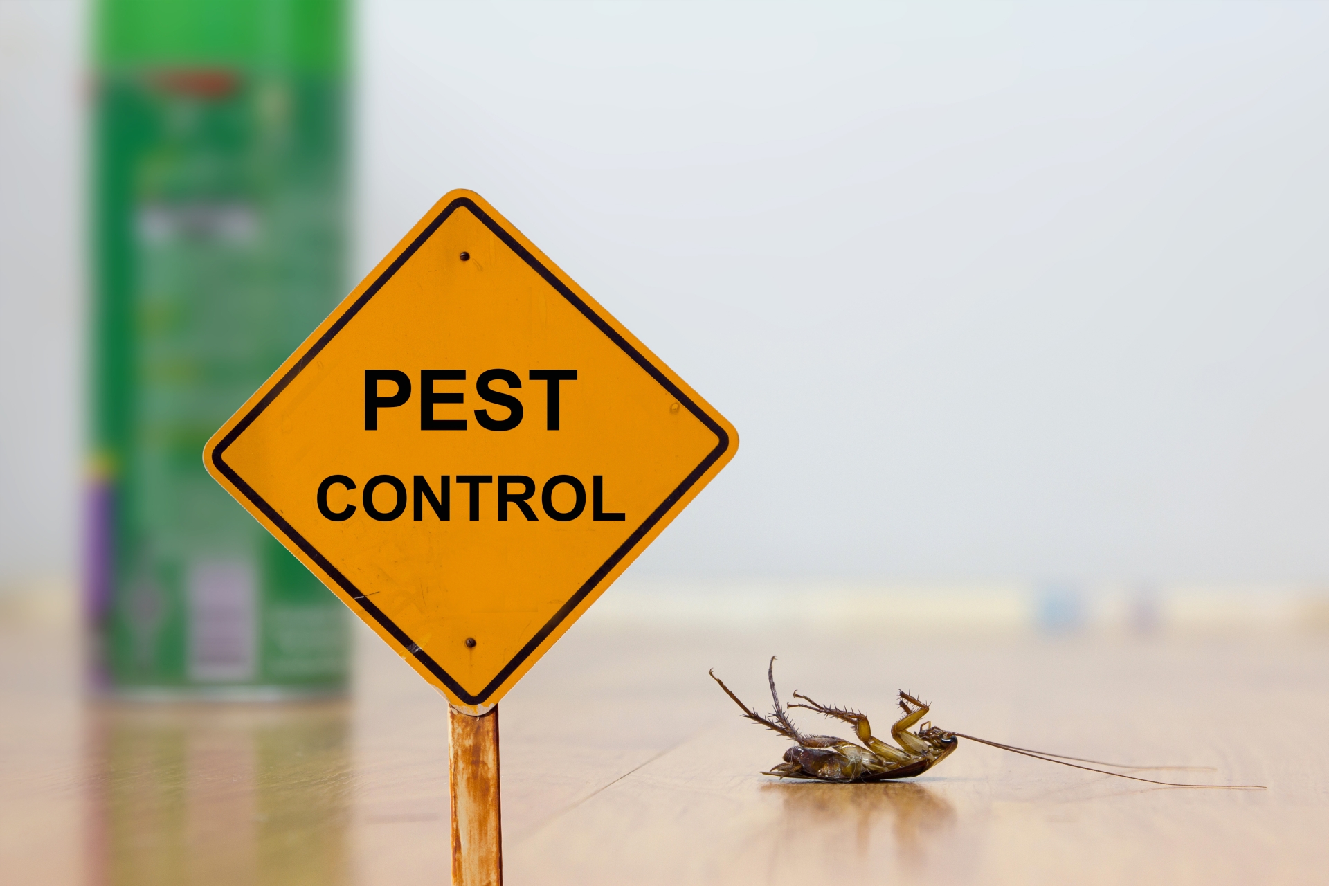 24 Hour Pest Control, Pest Control in Shepherd's Bush, W12. Call Now 020 8166 9746
