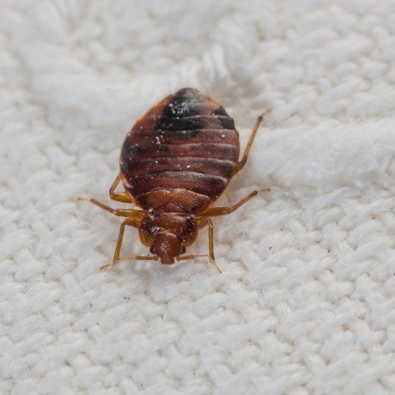 Bed Bugs, Pest Control in Shepherd's Bush, W12. Call Now! 020 8166 9746