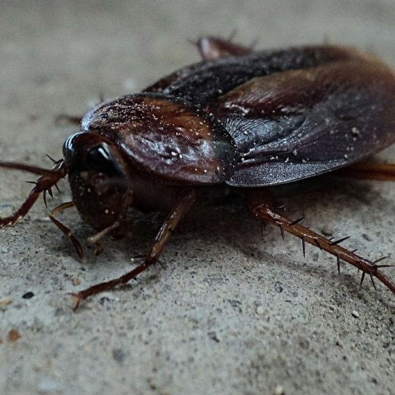 Cockroaches, Pest Control in Shepherd's Bush, W12. Call Now! 020 8166 9746