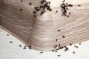 Ant Control, Pest Control in Shepherd's Bush, W12. Call Now 020 8166 9746